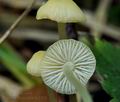 Mycena_flavoalba_bs7193