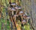 Mycena_flos-nivium_cr9741