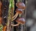 Mycena_flos-nivium_cr9785