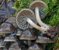 Mycena_flos-nivium_cr9823s