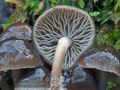 Mycena_flos-nivium_cr9844s