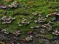 Mycena_flos-nivium_cr9898