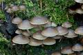 Mycena_flos-nivium_cr9914s