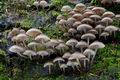 Mycena_flos-nivium_cr9925s