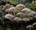 Mycena_flos-nivium_cr9932s