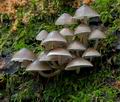 Mycena_flos-nivium_cr9940s