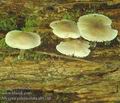 Mycena_galericulata_ab1210