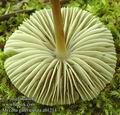 Mycena_galericulata_ab1214