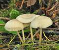 Mycena_galericulata_bp1552