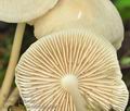 Mycena_galericulata_bp1564