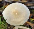 Mycena_galericulata_bp1568