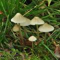 Mycena_galericulata_bp1648