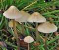 Mycena_galericulata_bp1653