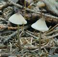 Mycena_galopus_ac8999