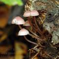 Mycena_haematopus_al9656