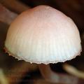 Mycena_haematopus_al9660