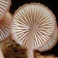 Mycena_haematopus_al9665