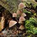 Mycena_haematopus_be3397