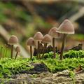 Mycena_haematopus_be3400