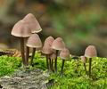 Mycena_haematopus_be3414