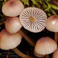 Mycena_haematopus_bg0002