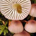 Mycena_haematopus_bg0016