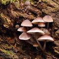 Mycena_haematopus_bg0022