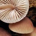 Mycena_haematopus_bg0024