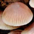 Mycena_haematopus_bg0038