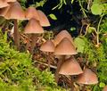 Mycena_haematopus_bg0041