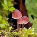 Mycena_haematopus_bg0053