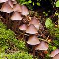 Mycena_haematopus_bg0059