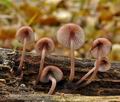 Mycena_haematopus_bp2154