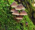 Mycena_haematopus_hy8185