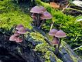 Mycena_haematopus_jf9359