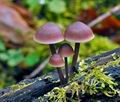 Mycena_haematopus_jf9369