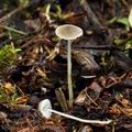 Mycena_hiemalis_bk7276