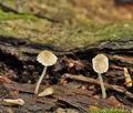 Mycena_hiemalis_bk7292