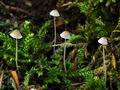 Mycena_hiemalis_hy9336