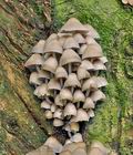 Mycena_inclinata_bp3514