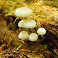 Mycena_laevigata_bf7877