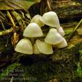 Mycena_laevigata_bk2768