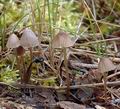 Mycena_leptocephala_am2102