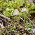 Mycena_leptocephala_am2109