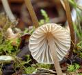 Mycena_leptocephala_am2118