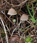 Mycena_leptocephala_bm8593