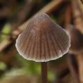 Mycena_leptocephala_bm8605