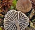 Mycena_leptocephala_bm8833