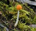 Mycena_leptophylla_bv8557