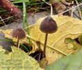 Mycena_leucogala_bm8141